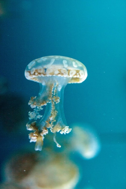 Близкий план медуз, плавающих в море