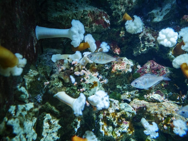 Foto prossimo piano di meduse che nuotano in mare