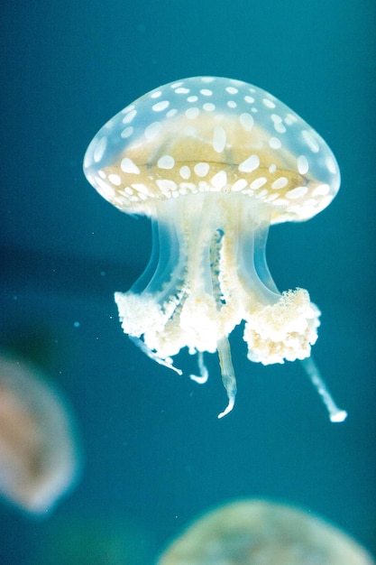 Close-up of jellyfish swimming in sea