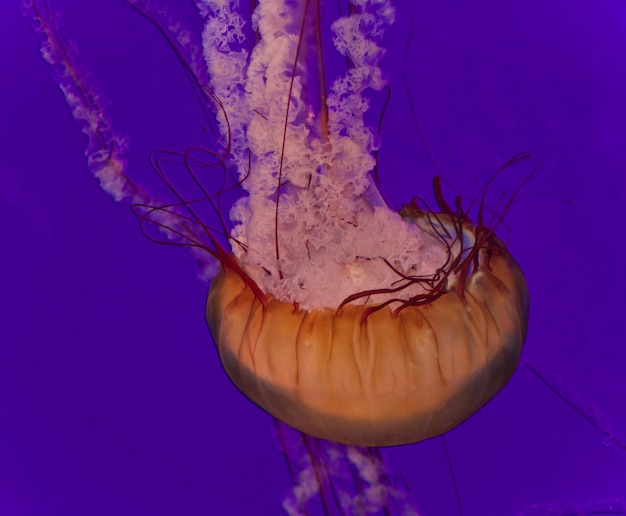 Foto prossimo piano di meduse che nuotano in mare