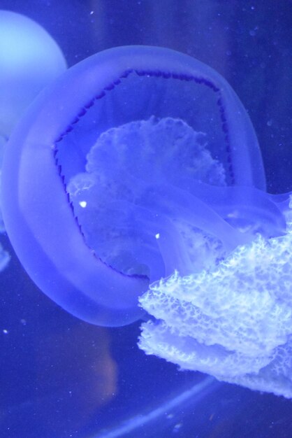 Close-up of jellyfish swimming in sea