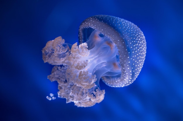 Foto prossimo piano di meduse che nuotano in mare