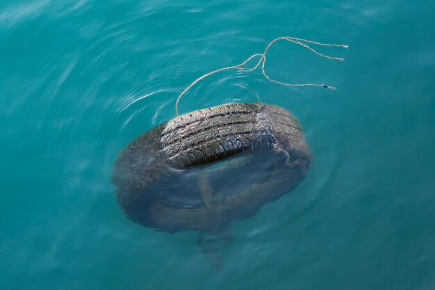 Foto prossimo piano di meduse che nuotano in mare