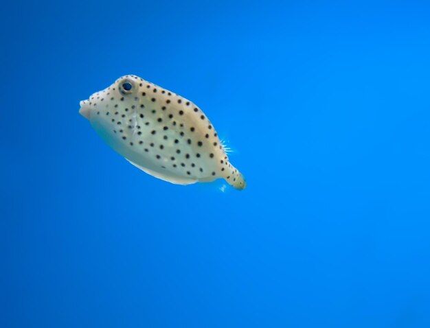 Close-up of jellyfish swimming in sea