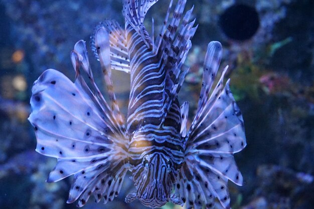 海で泳ぐ水母のクローズアップ