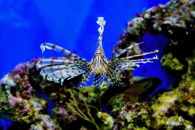 Foto prossimo piano di meduse che nuotano in mare