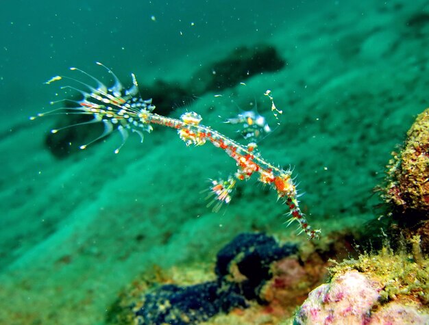 Close-up of jellyfish swimming in sea