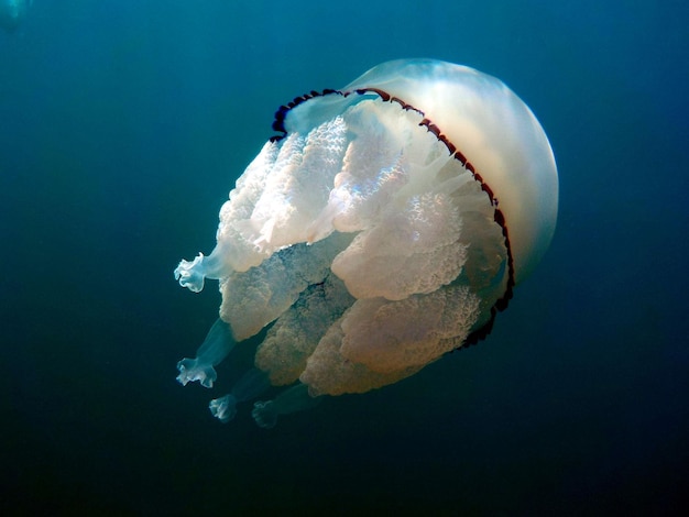 Близкий план медуз, плавающих в море