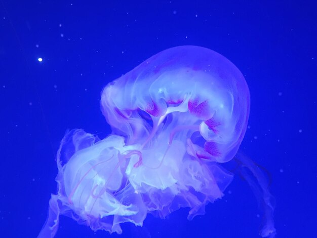 Close-up of jellyfish swimming in sea