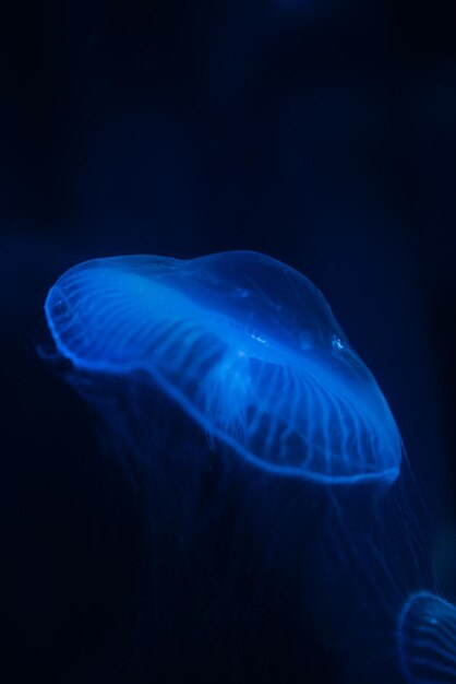 Close-up of jellyfish swimming in sea