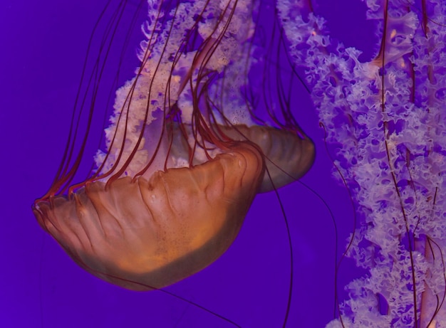 Photo close-up of jellyfish swimming in sea