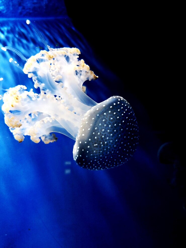 Photo close-up of jellyfish swimming in sea