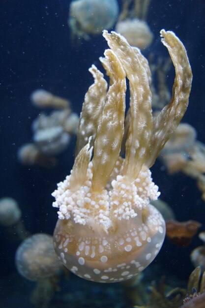 Foto prossimo piano di meduse che nuotano in mare