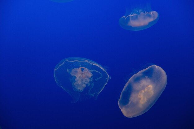 Close-up of jellyfish swimming in sea