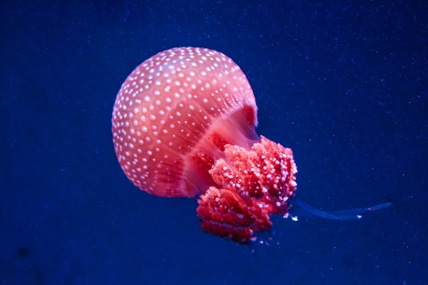 Близкий план медуз, плавающих в море