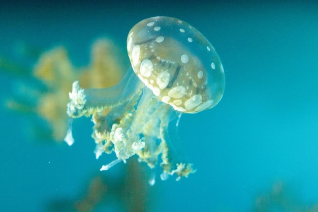 Близкий план медуз, плавающих в море