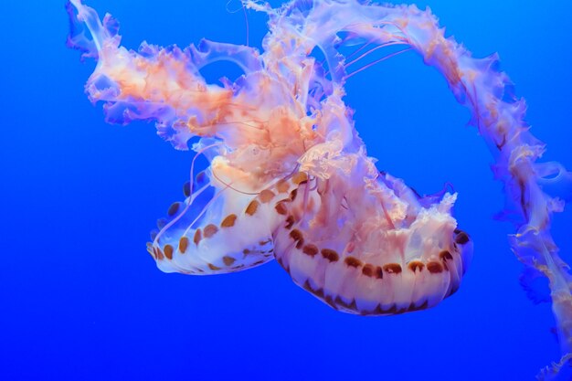 Close-up of jellyfish swimming in sea