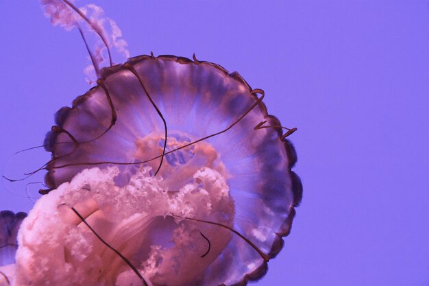 Close-up of jellyfish swimming in sea