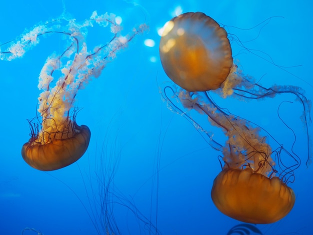 Photo close-up of jellyfish swimming undersea