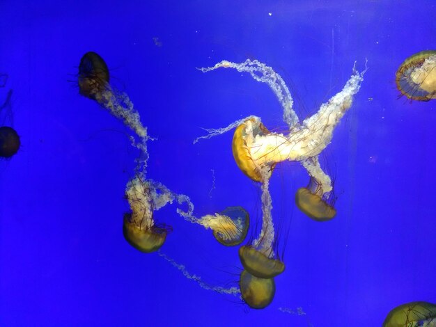 Close-up of jellyfish swimming in water