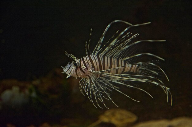 Prossimo piano di meduse che nuotano in acqua