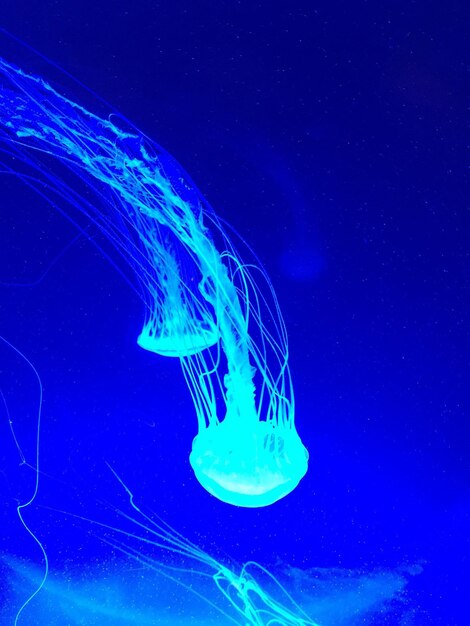 Close-up of jellyfish swimming in water