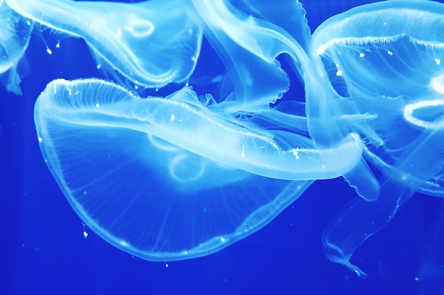 Close-up of jellyfish swimming in water