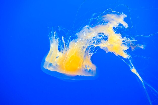 Close-up of jellyfish swimming in water