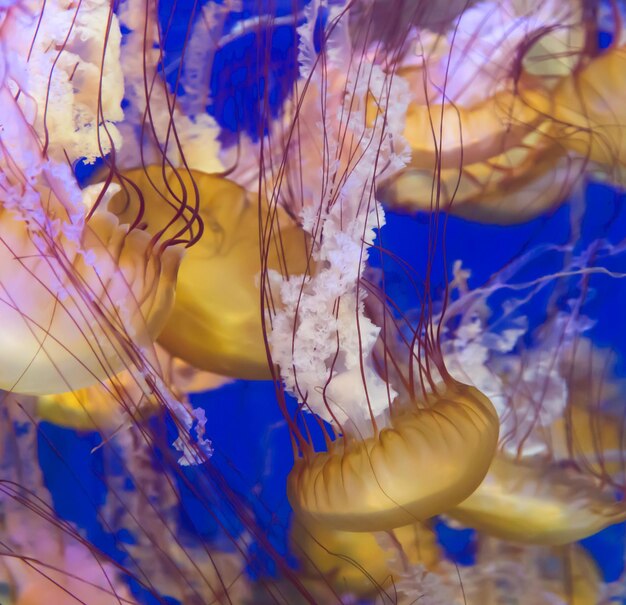 Foto prossimo piano di meduse che nuotano in acqua