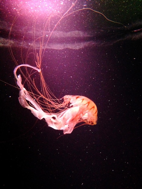 Close-up of jellyfish swimming