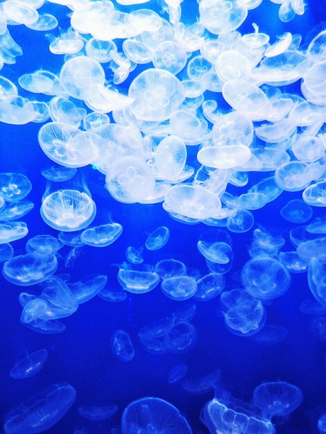 Close-up of jellyfish underwater