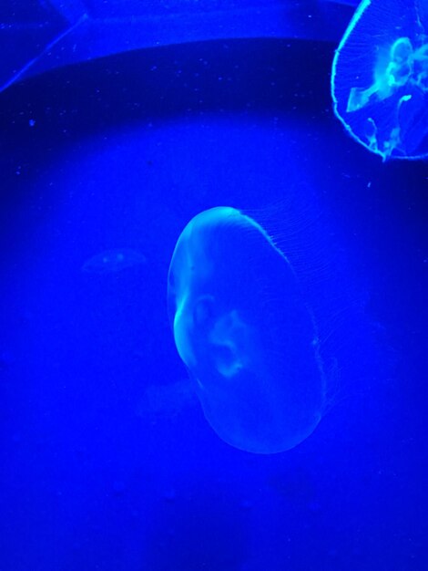 Close-up of jellyfish in water