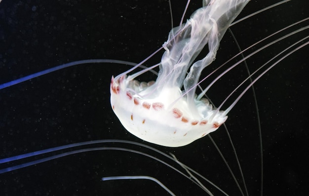 Foto prossimo piano di meduse in acqua
