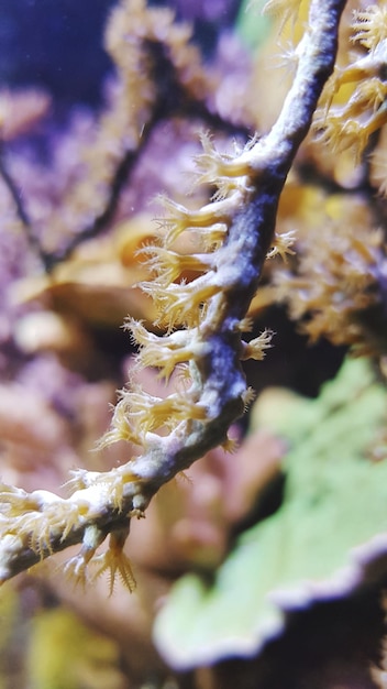 Foto prossimo piano di meduse in acqua