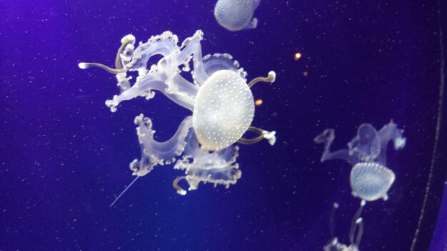 Close-up of jellyfish in water