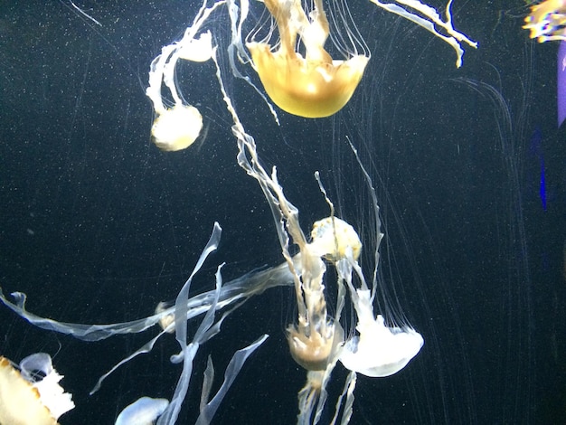 Close-up of jellyfish in water