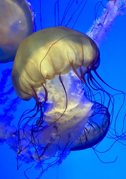 Foto prossimo piano di meduse in acqua