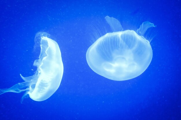 Close-up of jellyfish in water