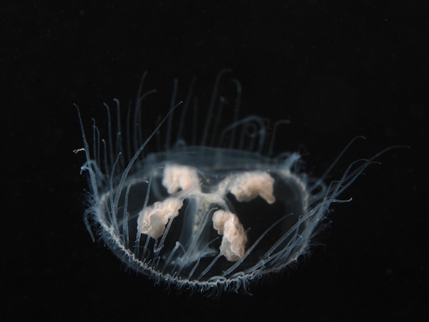 Photo close-up of jellyfish in water