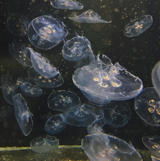 Foto prossimo piano di meduse in acqua