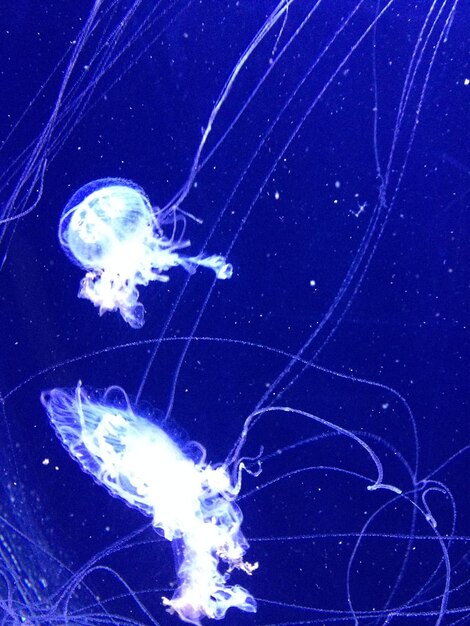 Photo close-up of jellyfish