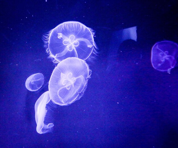 Close-up of jellyfish