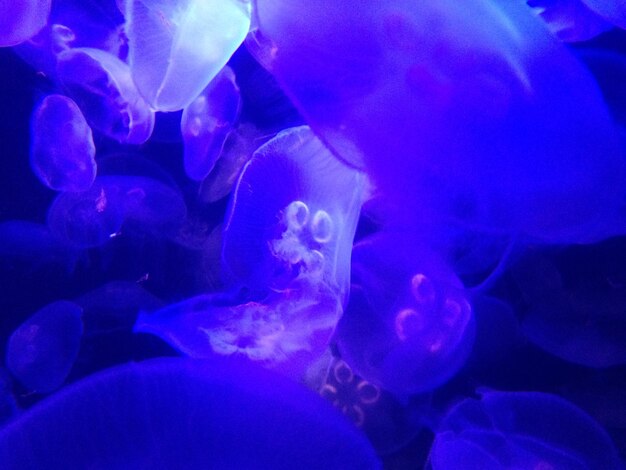 Close-up of jellyfish