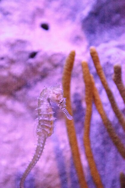 Close-up of jellyfish