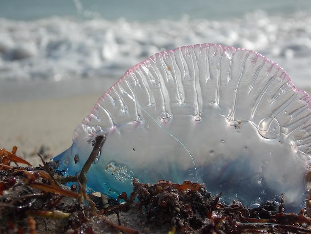 Foto prossimo piano di meduse