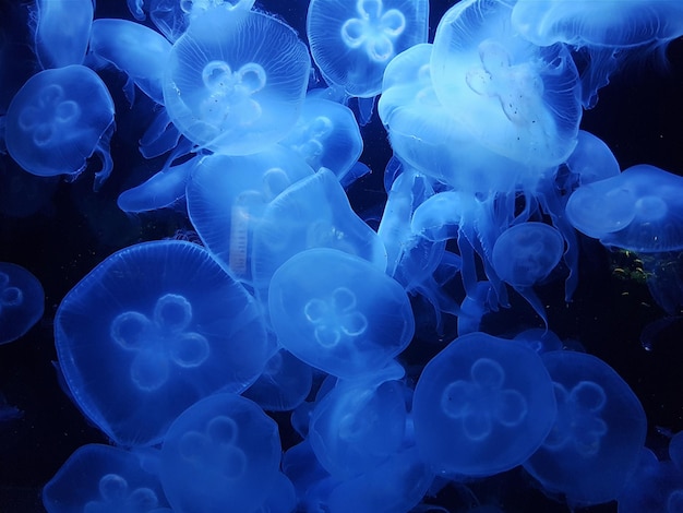 close-up of jellyfishes in aquarium