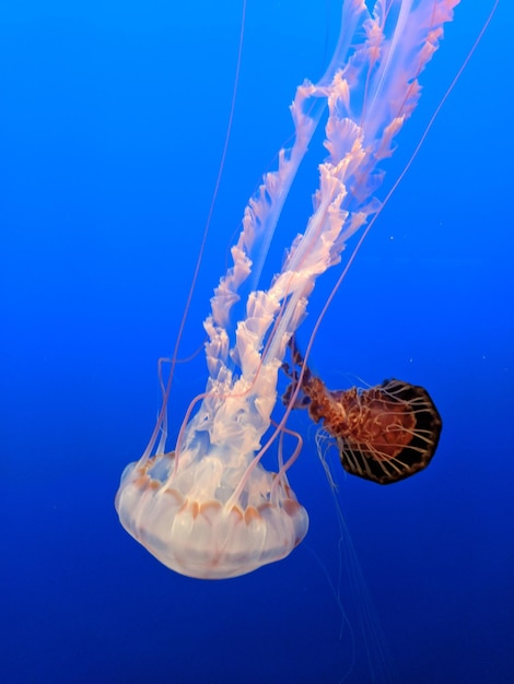 Близкий план медуз в море