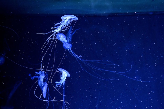 Close-up of jellyfishes swimming in aquarium