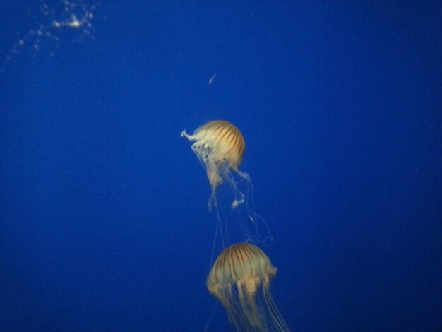 Close-up of jellyfishes swimming in aquarium