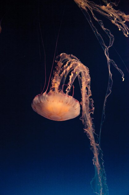 Photo close-up of jellyfishes swimming in sea